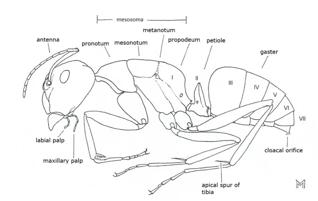 Formicinae in vista laterale, con le regioni del corpo etichettate