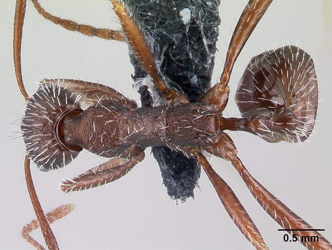 Aphaenogaster, vista dorsale