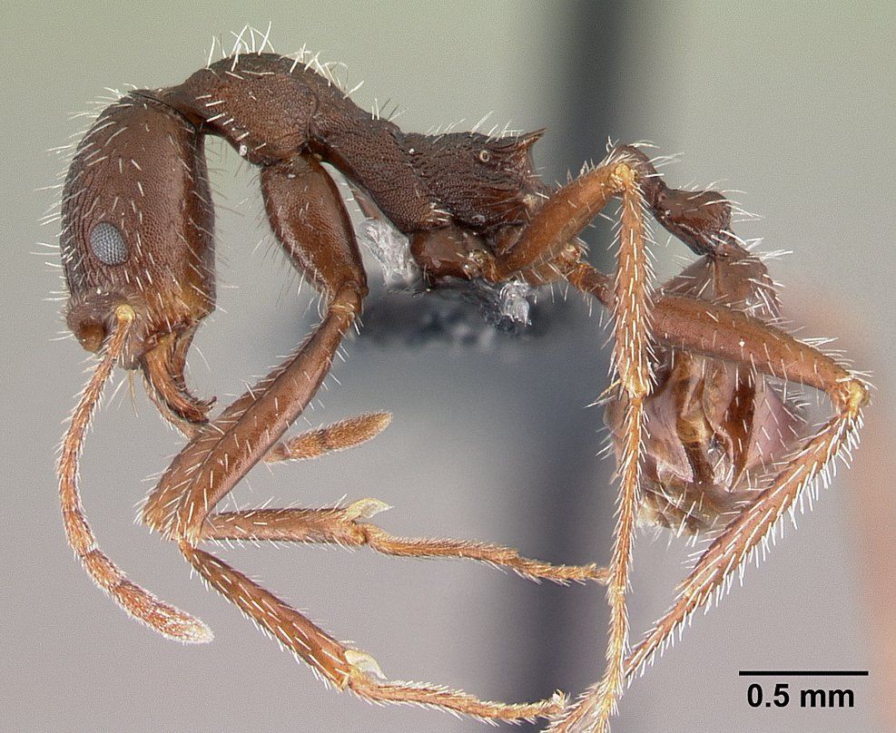 Aphaenogaster, vista laterale (profilo)