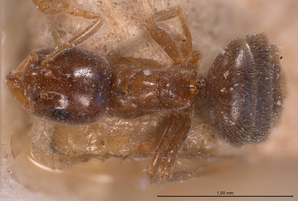 Bothriomyrmex, vista dorsale