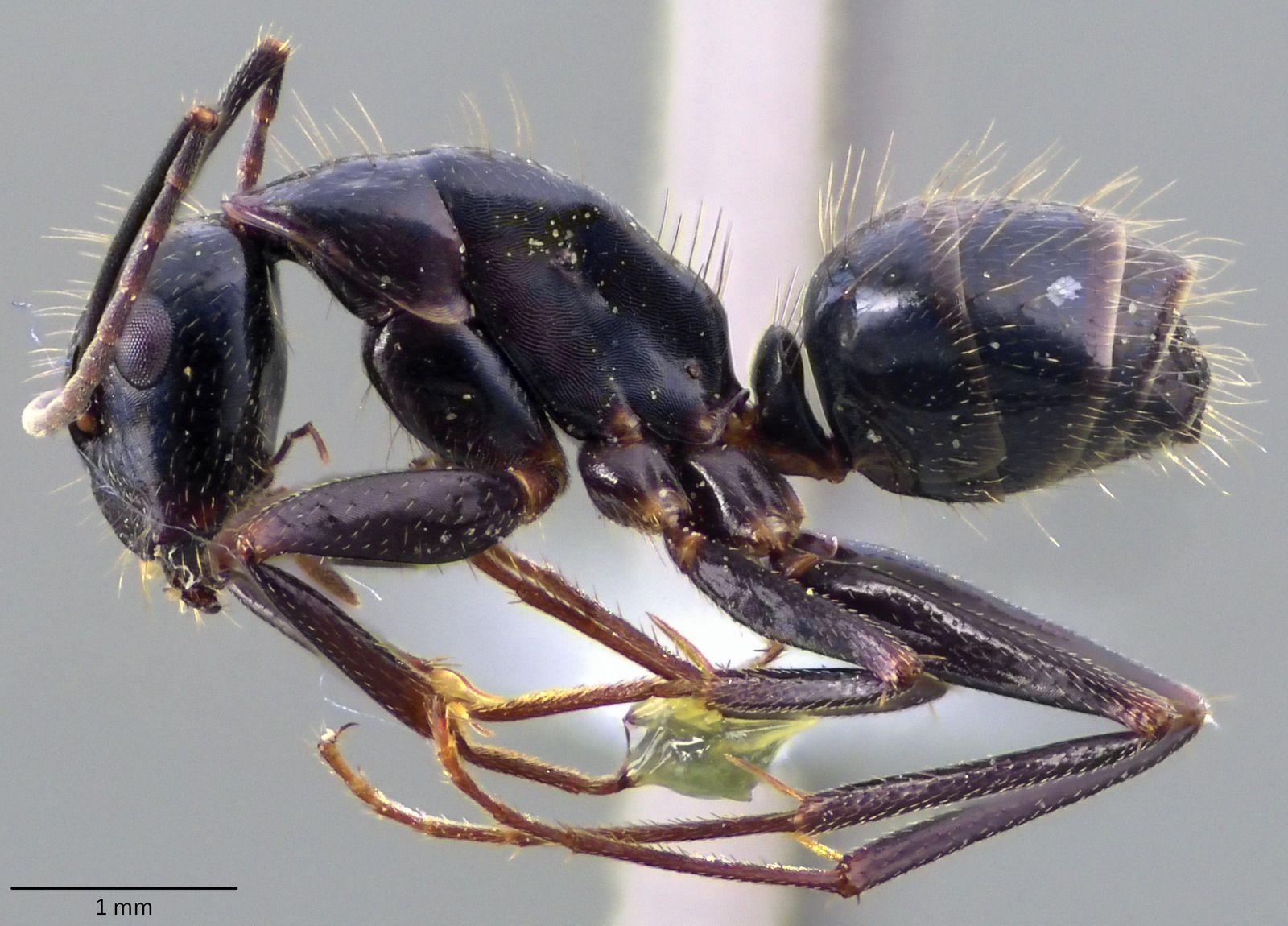 Camponotus specimen