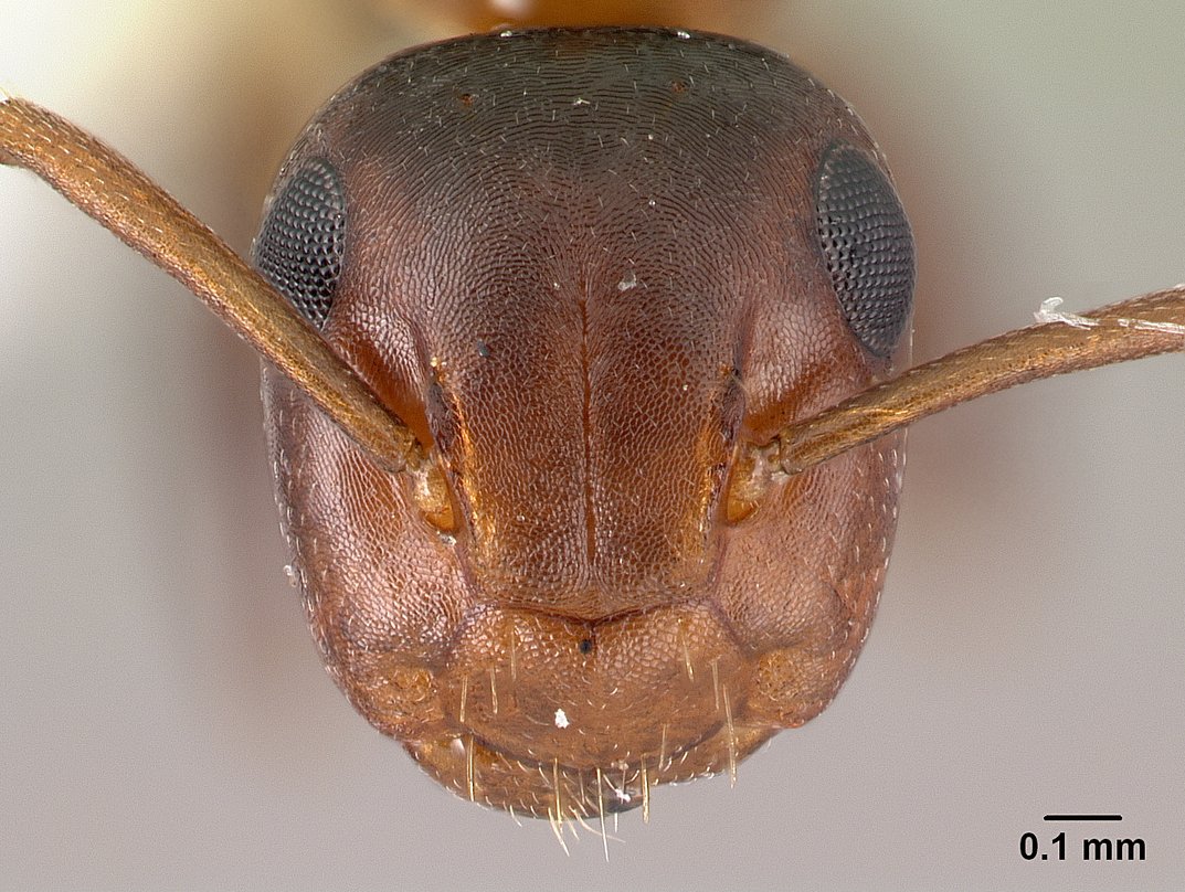 Colobopsis