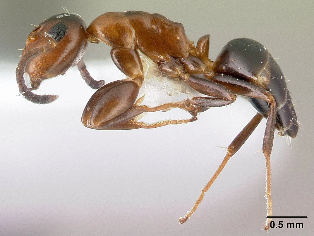 Colobopsis, vista laterale (profilo)
