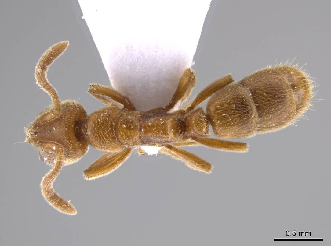 Cryptopone, vista dorsale