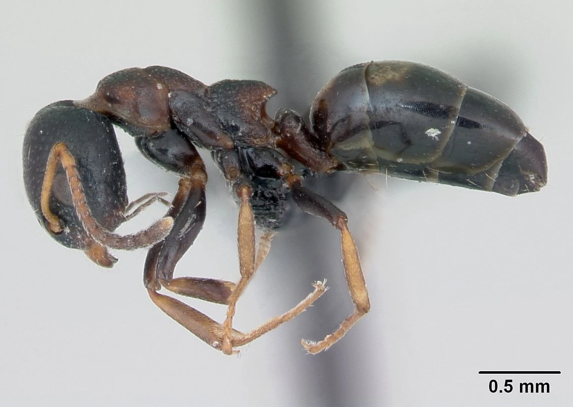 Dolichoderus, vista laterale (profilo)