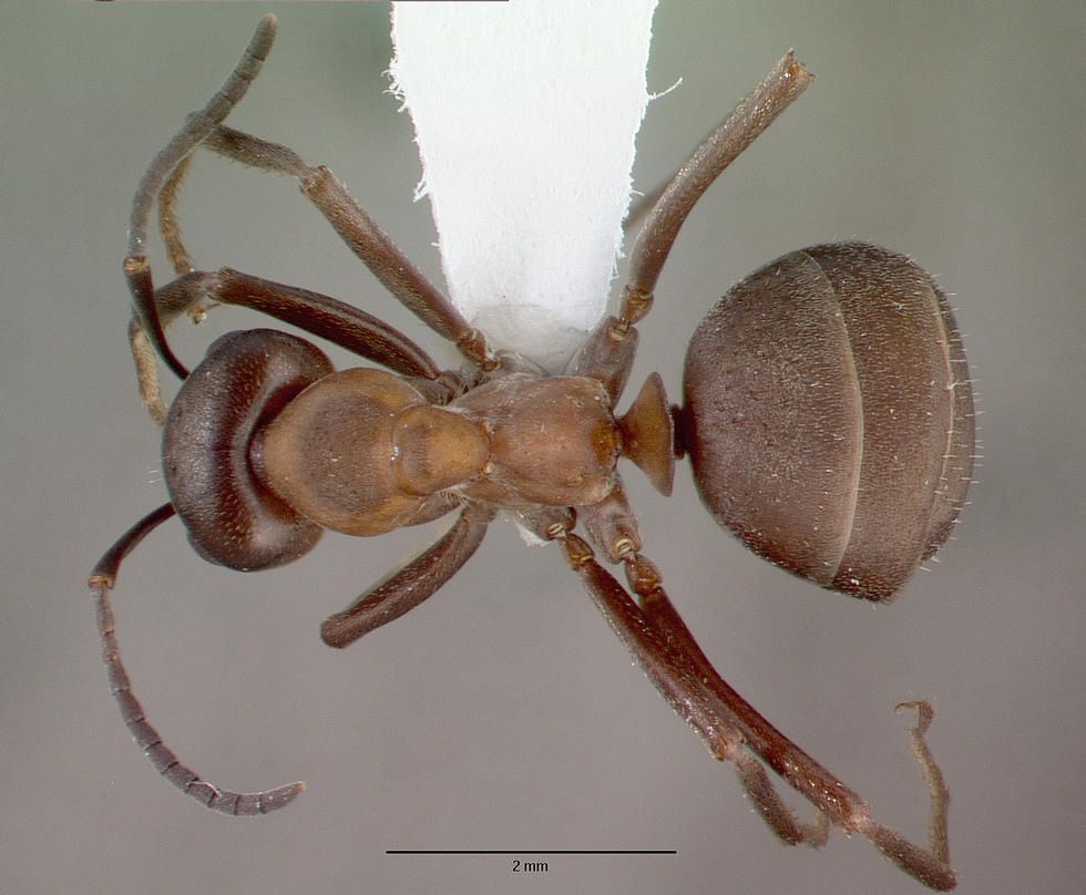 Formica, vista dorsale