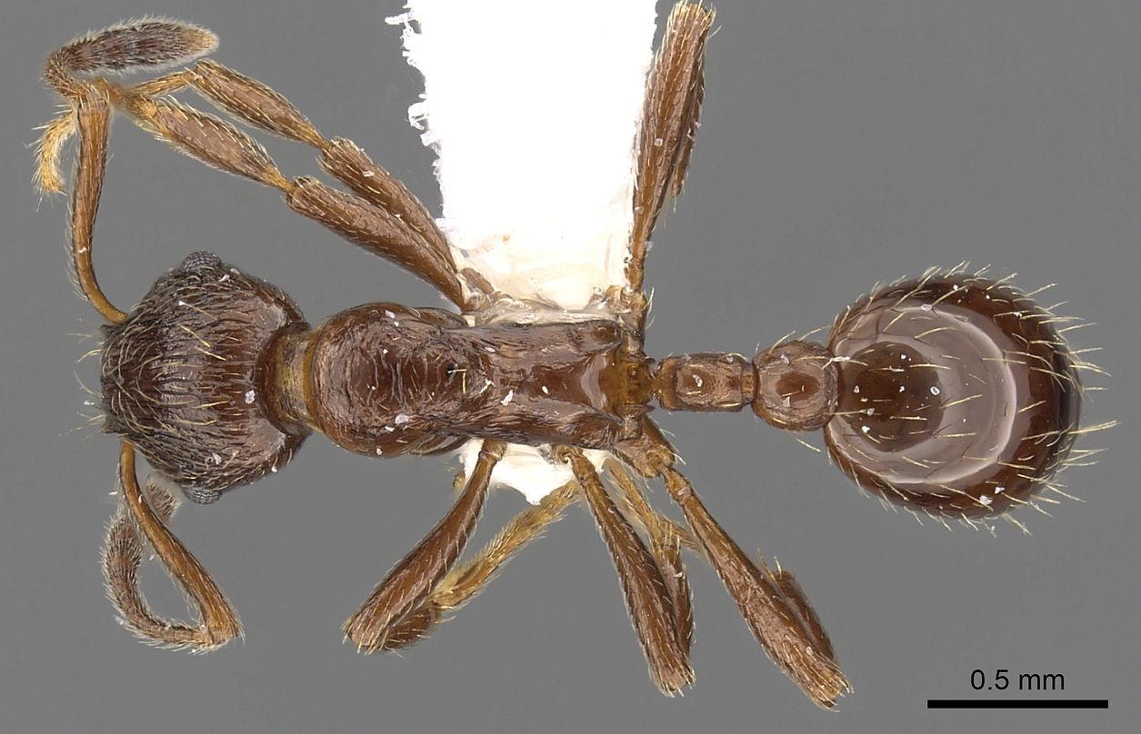 Formicoxenus, vista dorsale