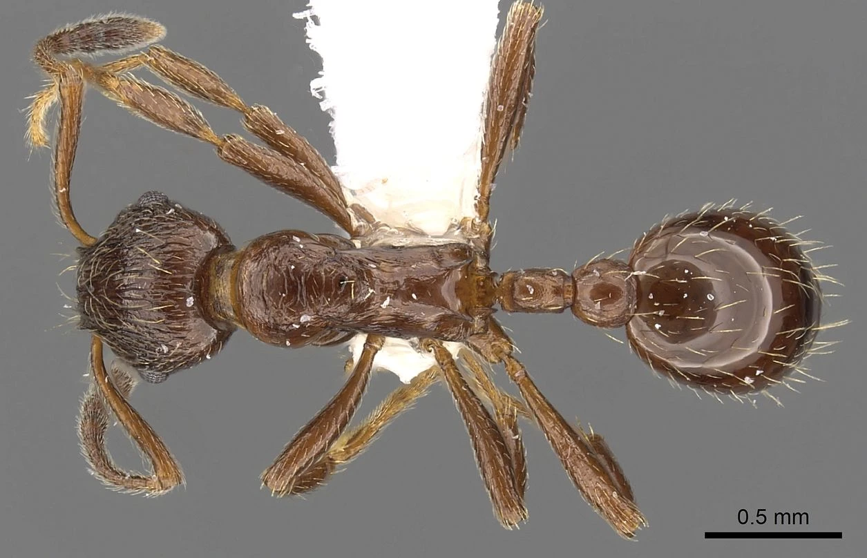 Formicoxenus, vista dorsale