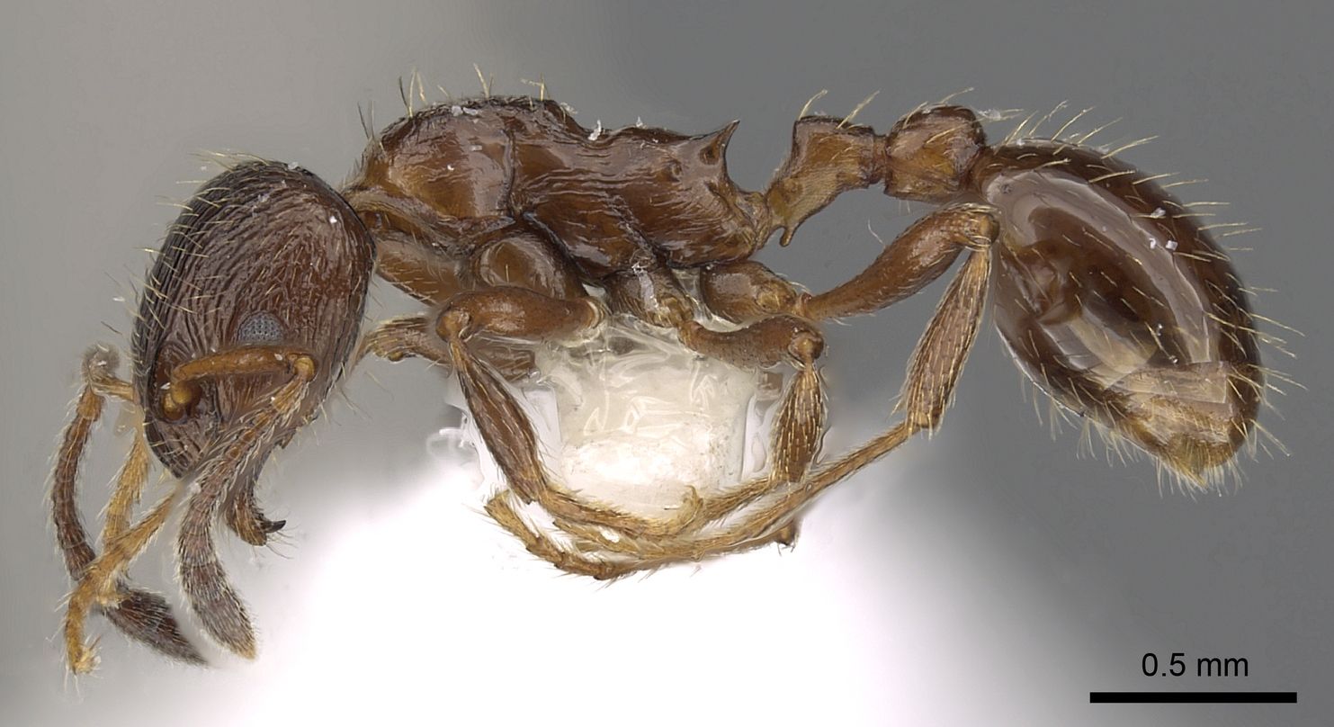 Formicoxenus, vista laterale (profilo)