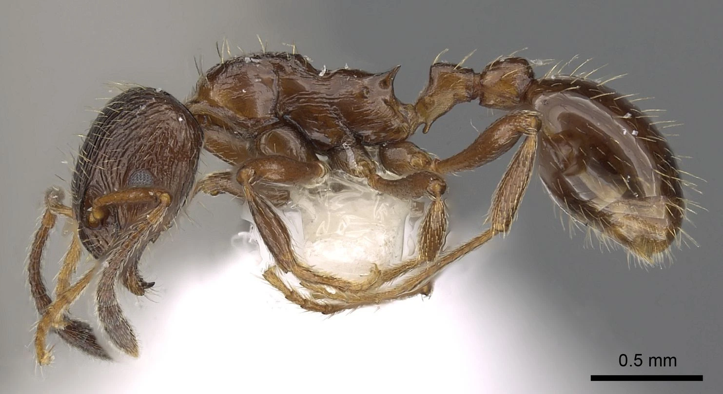 Formicoxenus, vista laterale (profilo)