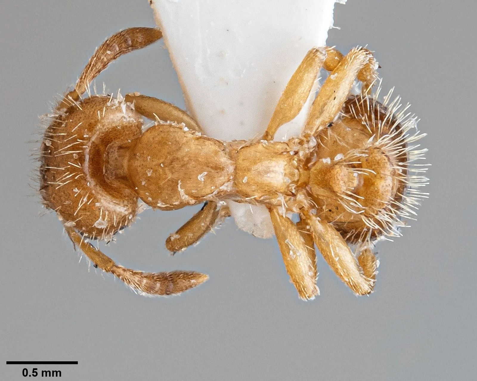 Harpagoxenus, vista dorsale