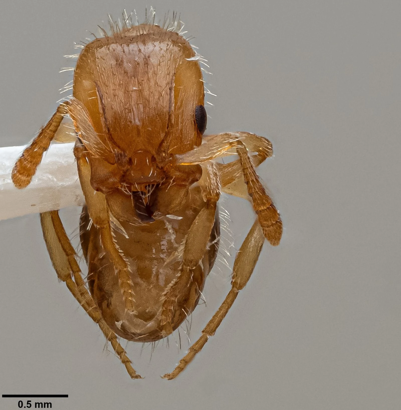 Harpagoxenus