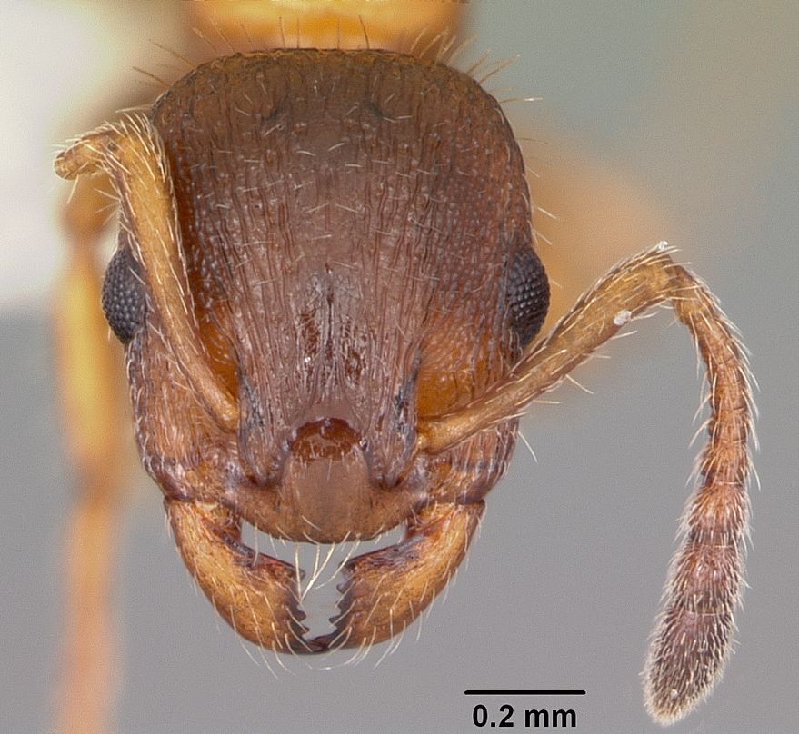 Leptothorax
