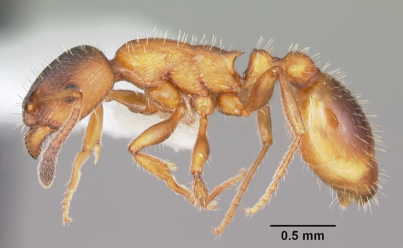 Leptothorax, vista laterale (profilo)
