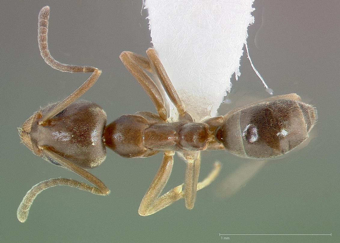 Linepithema, vista dorsale