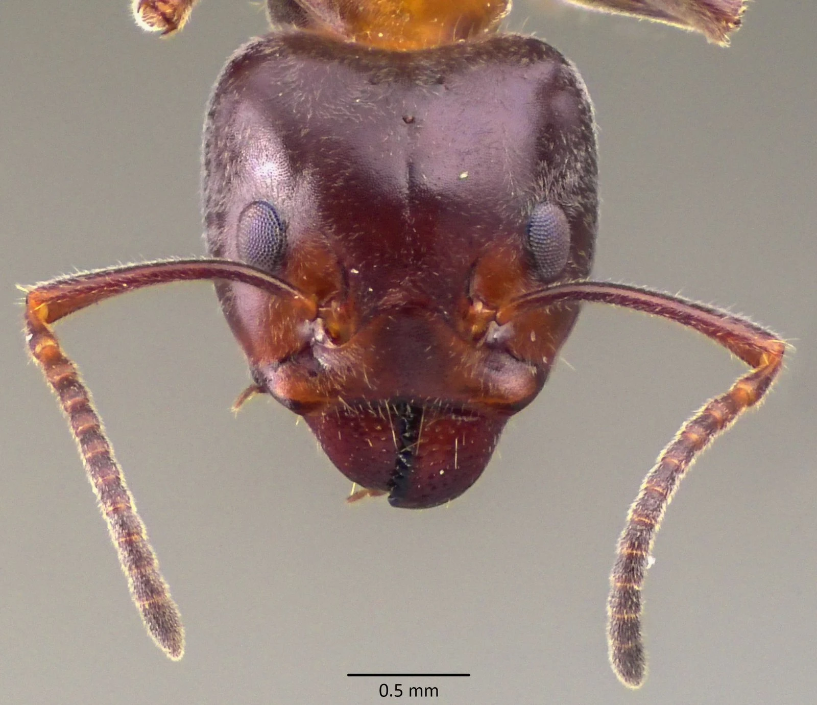 Liometopum
