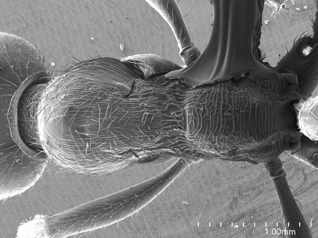 Manica, vista dorsale