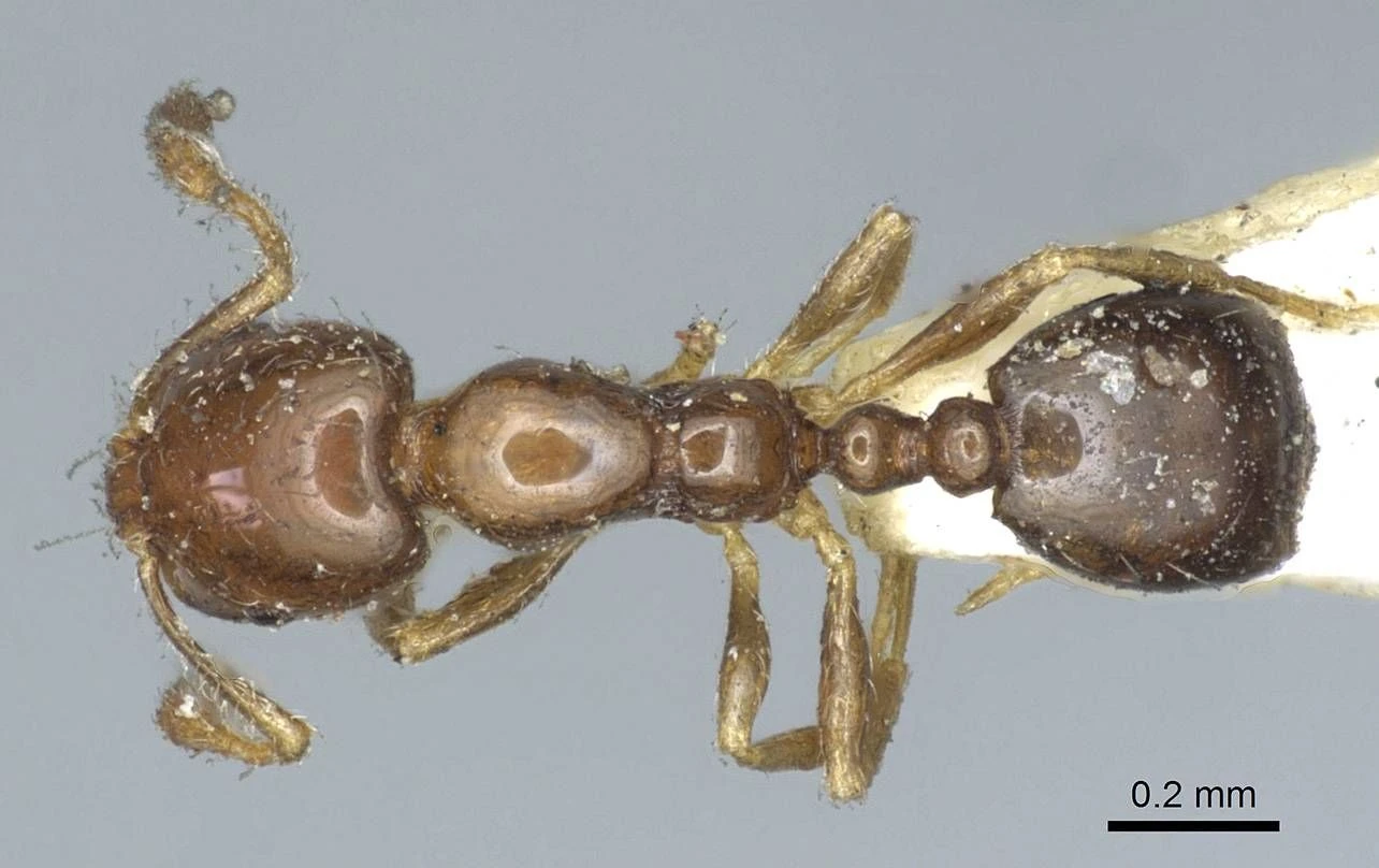 Monomorium, vista dorsale