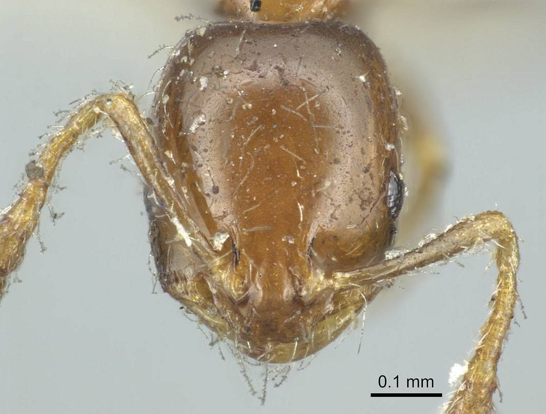 Monomorium