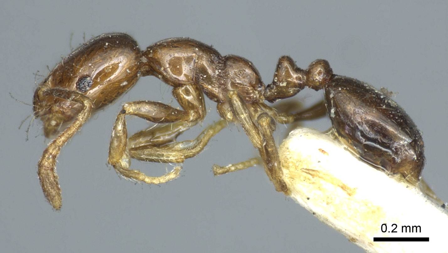 Monomorium, vista laterale (profilo)