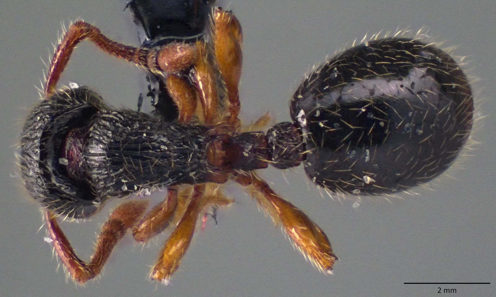 Myrmecina, vista dorsale