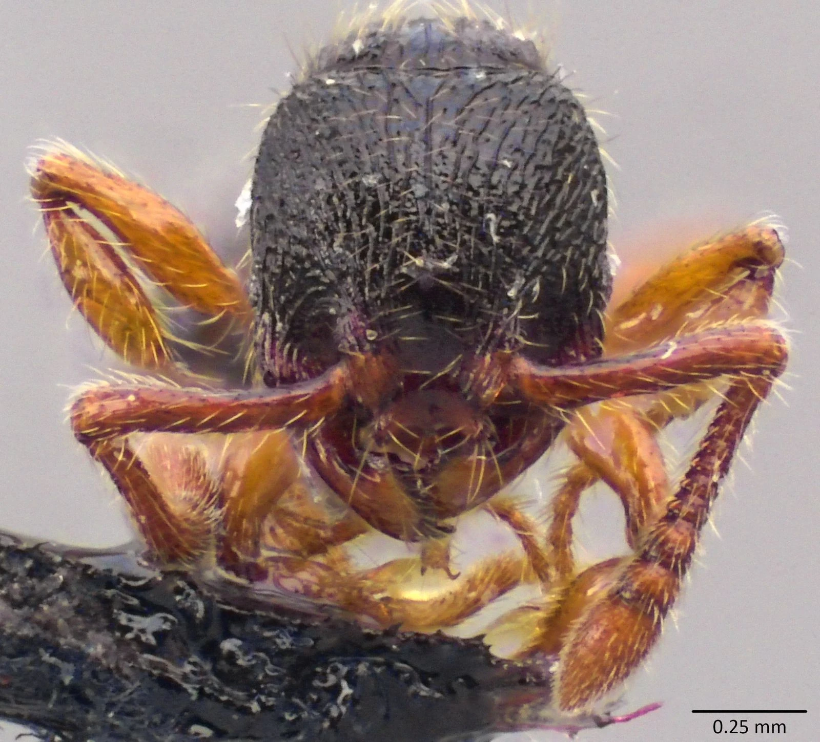 Myrmecina