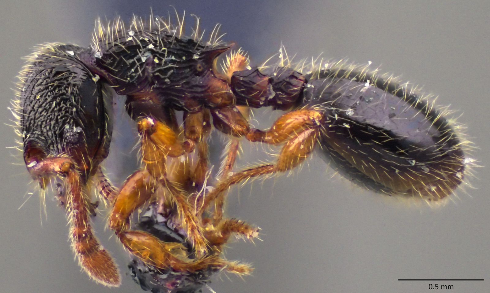 Myrmecina, vista laterale (profilo)