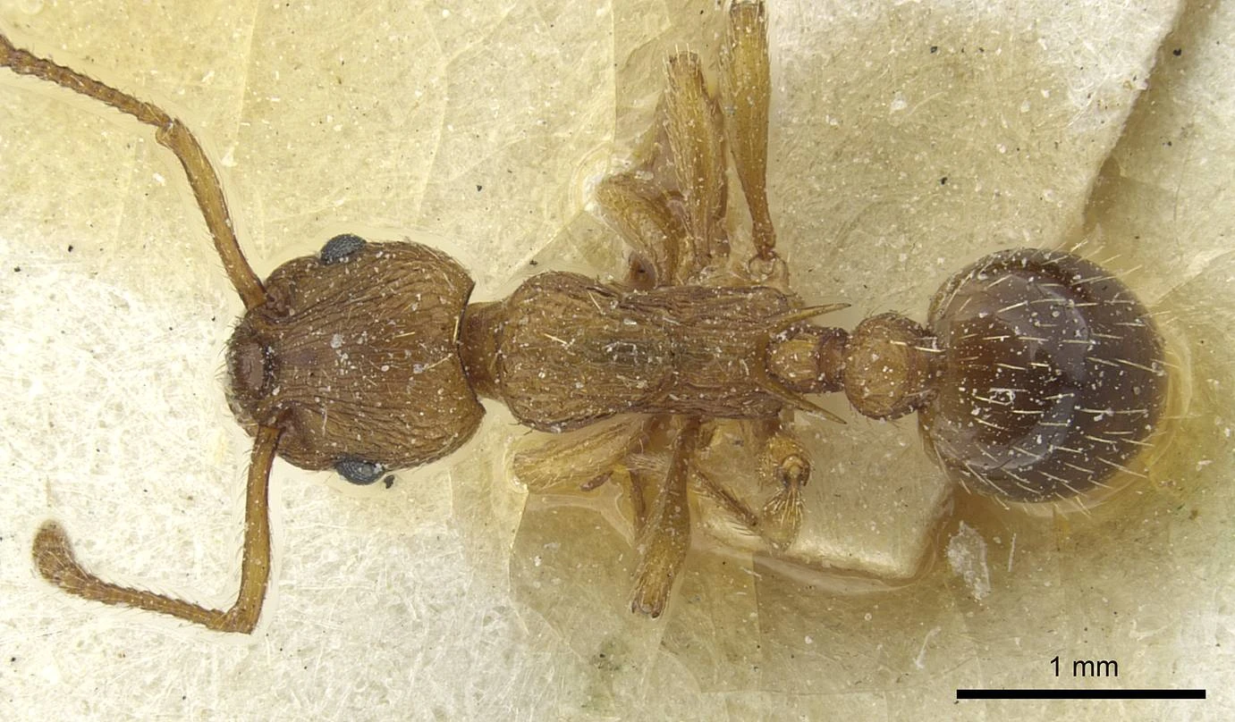 Myrmica, vista dorsale