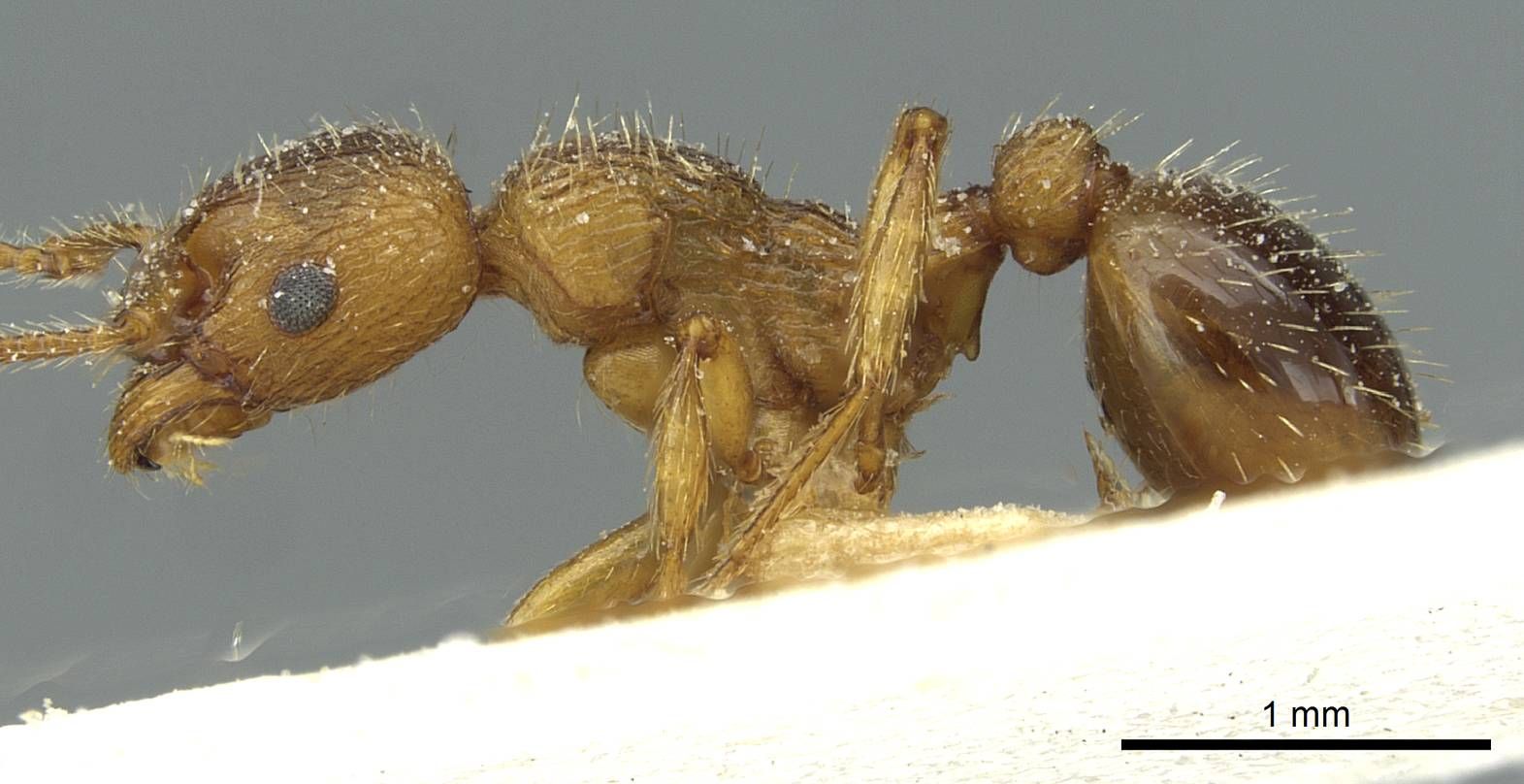 Myrmica, vista laterale (profilo)