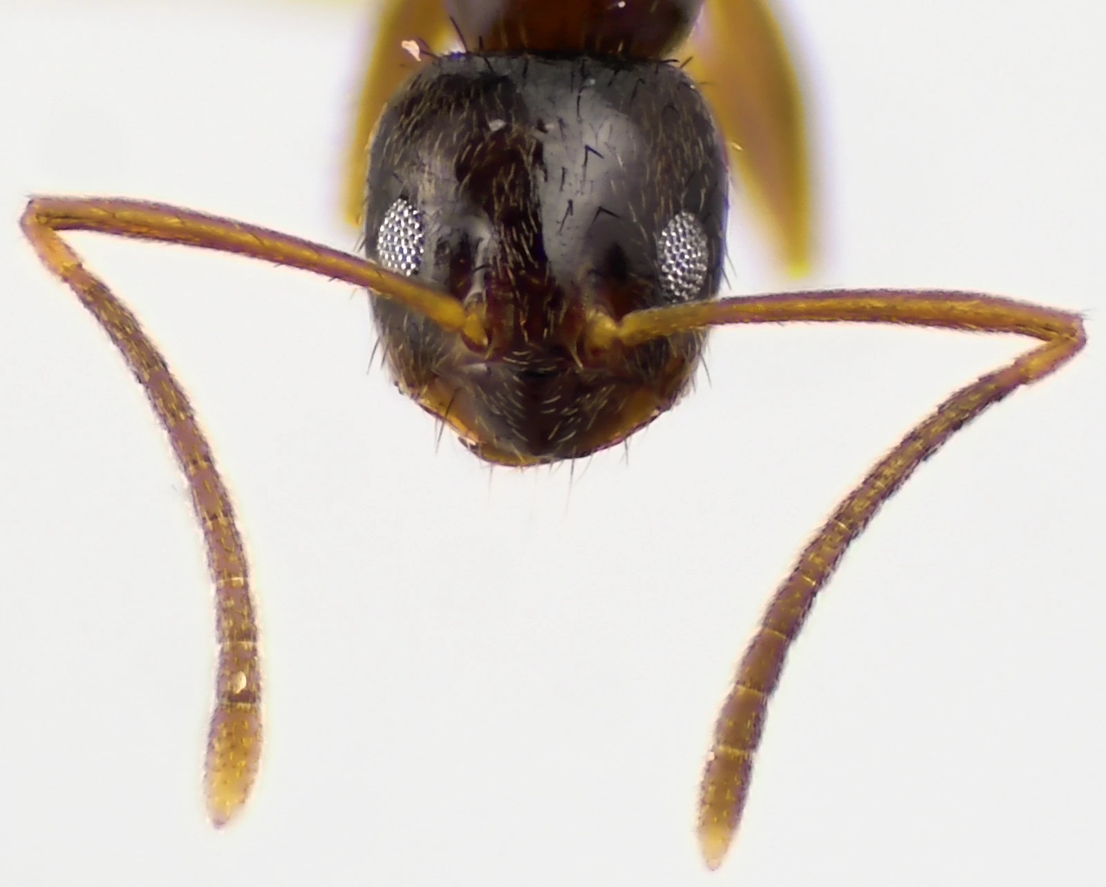 Nylanderia