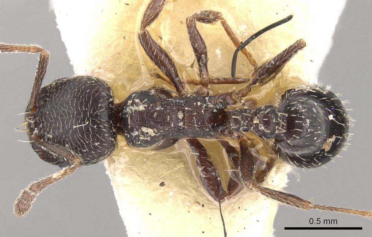 Oxyopomyrmex, vista dorsale