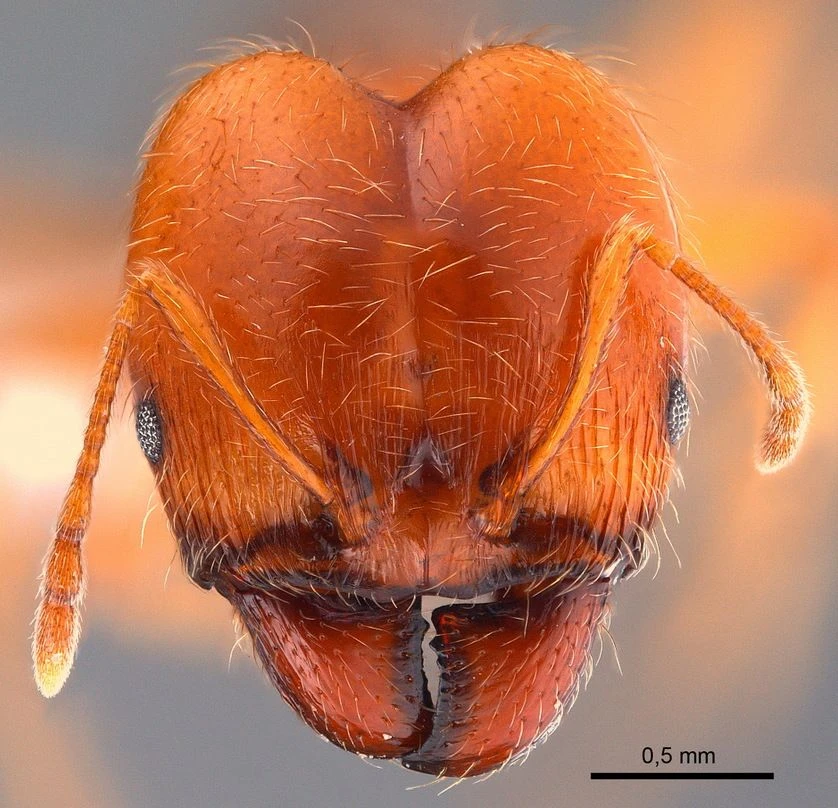 Pheidole
