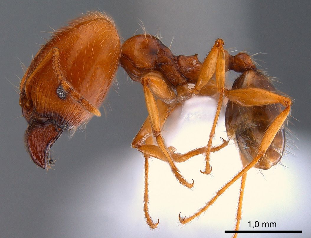 Pheidole, vista laterale (profilo)