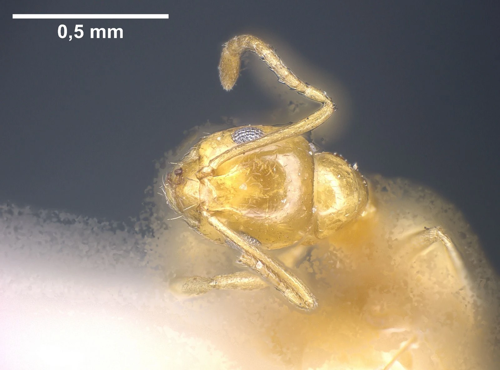 Plagiolepis