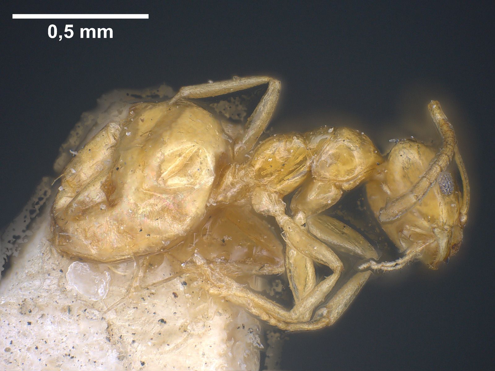 Plagiolepis, vista laterale (profilo)