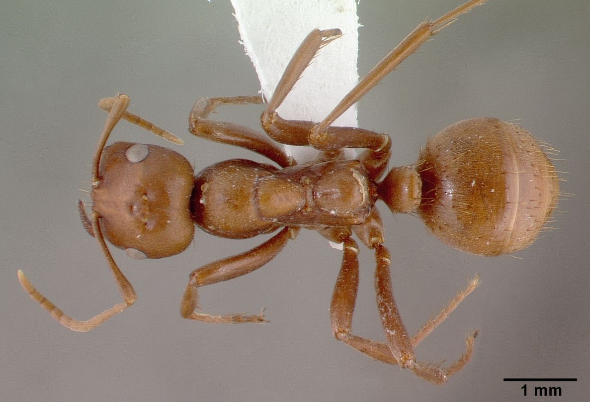 Polyergus, vista dorsale