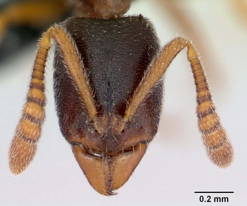 Ponera