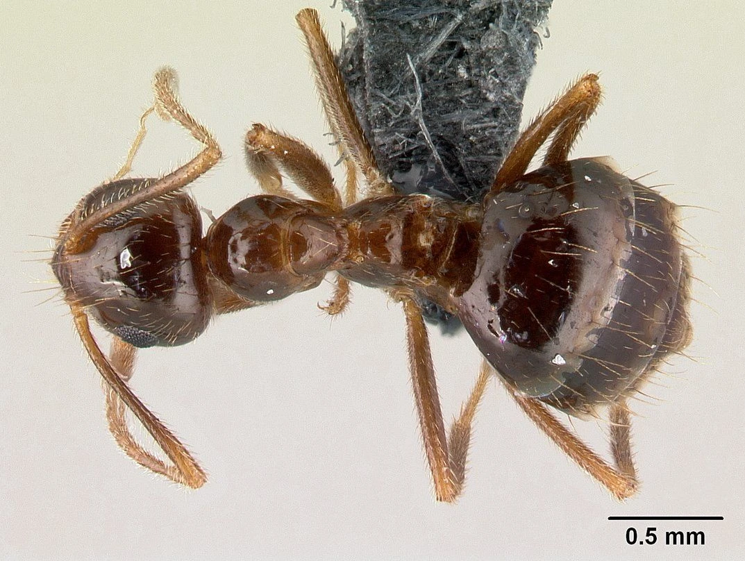 Prenolepis, vista dorsale