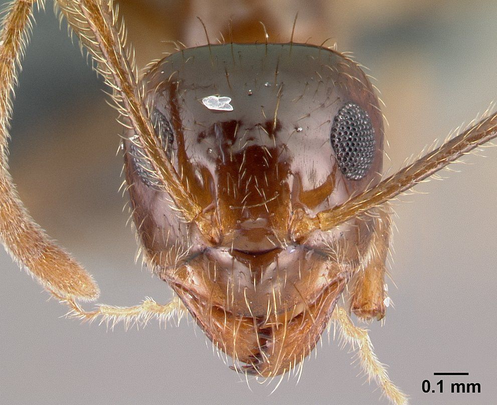 Prenolepis