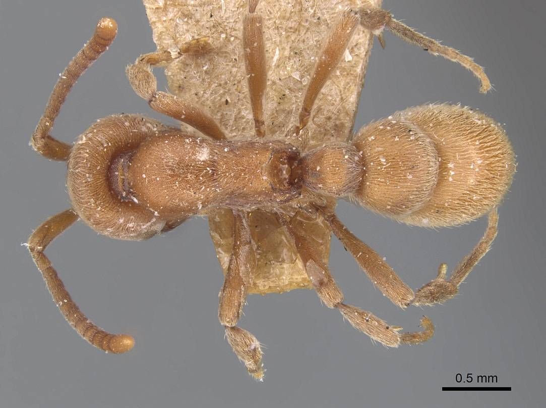 Proceratium, vista dorsale