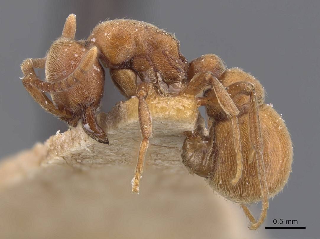 Proceratium, vista laterale (profilo)