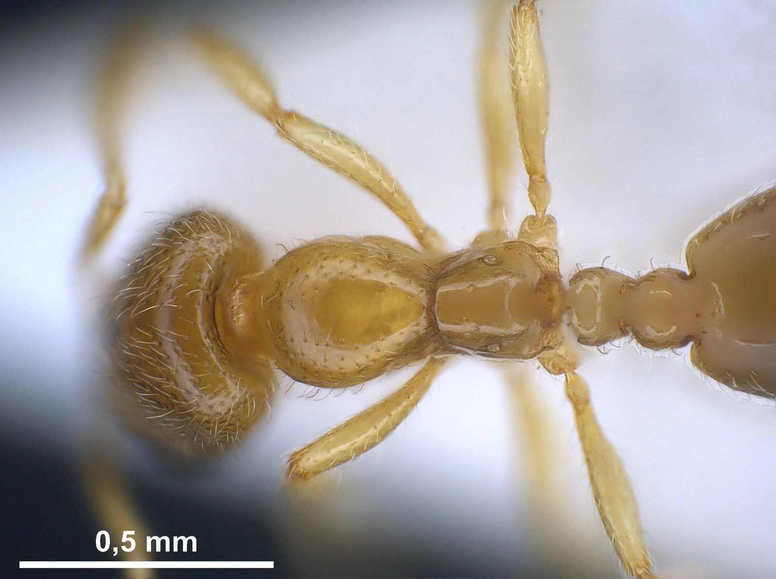 Solenopsis, vista dorsale
