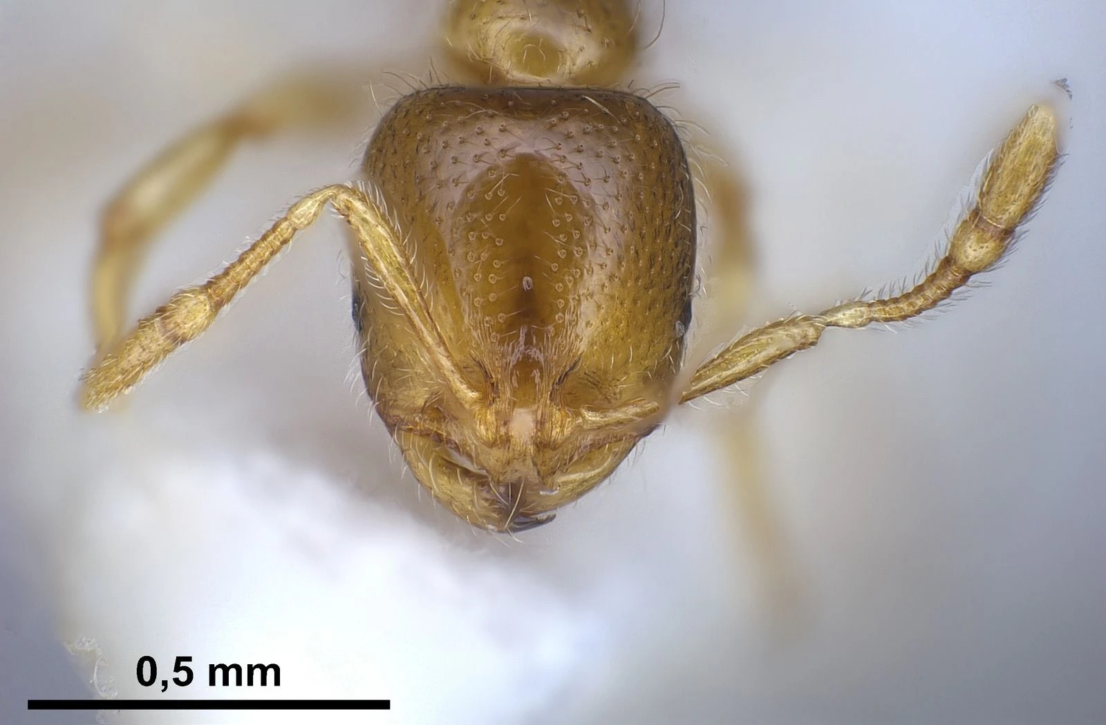 Solenopsis