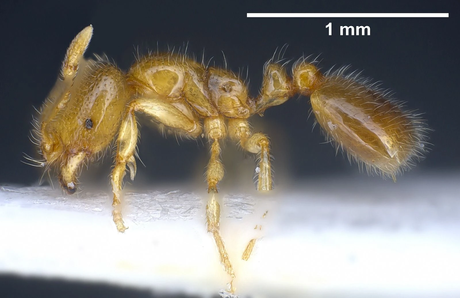 Solenopsis, vista laterale (profilo)