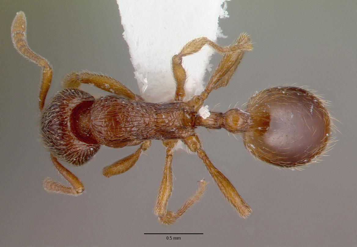 Stenamma, vista dorsale