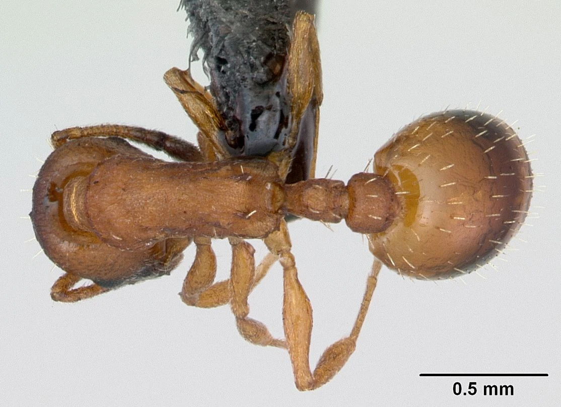 Temnothorax, vista dorsale