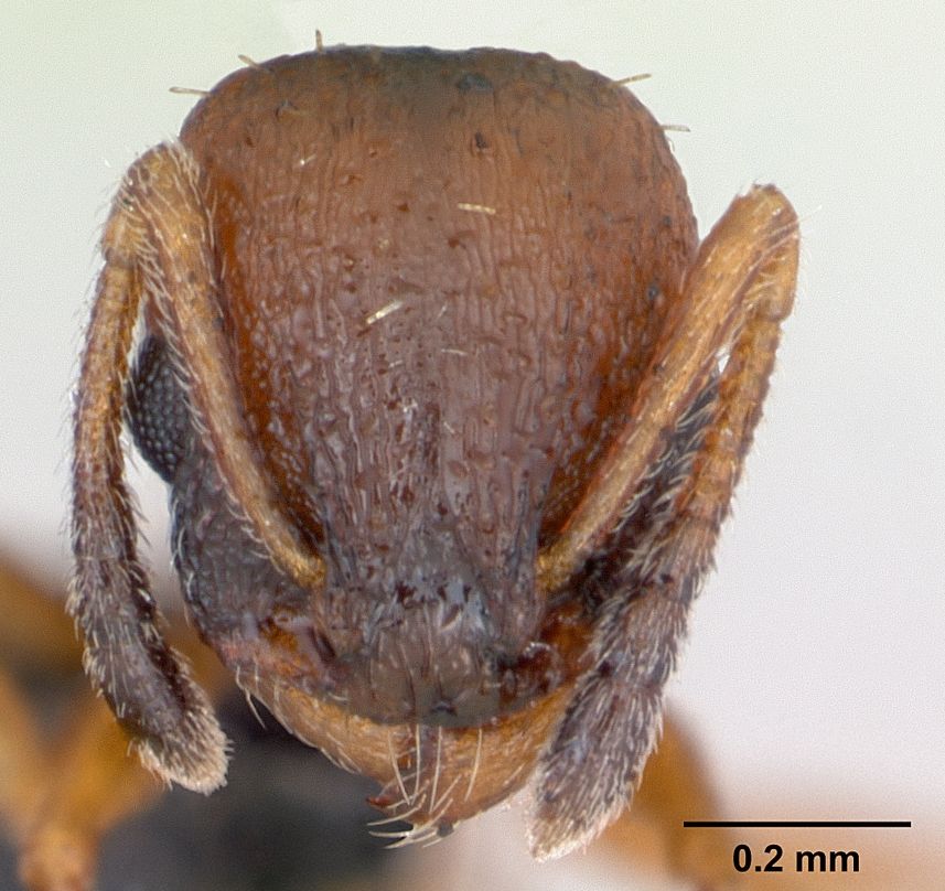 Temnothorax