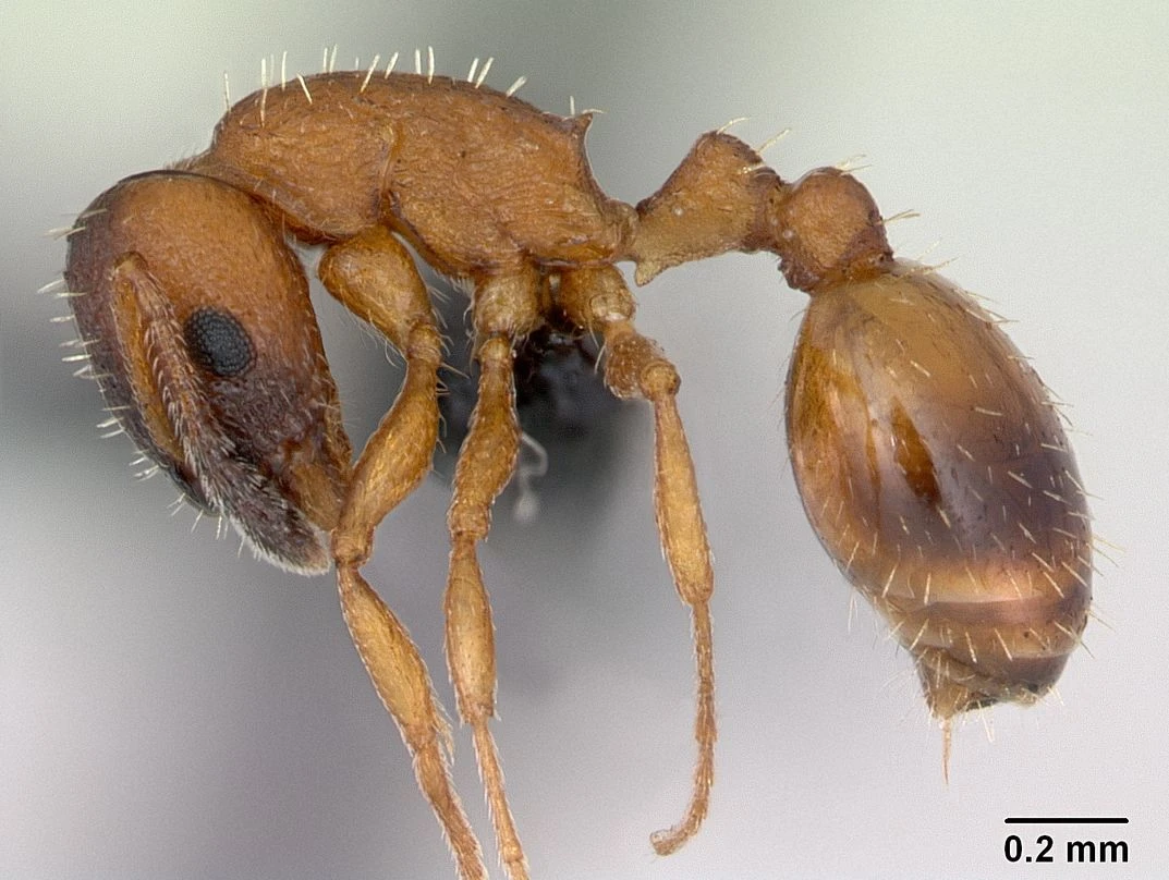 Temnothorax, vista laterale (profilo)