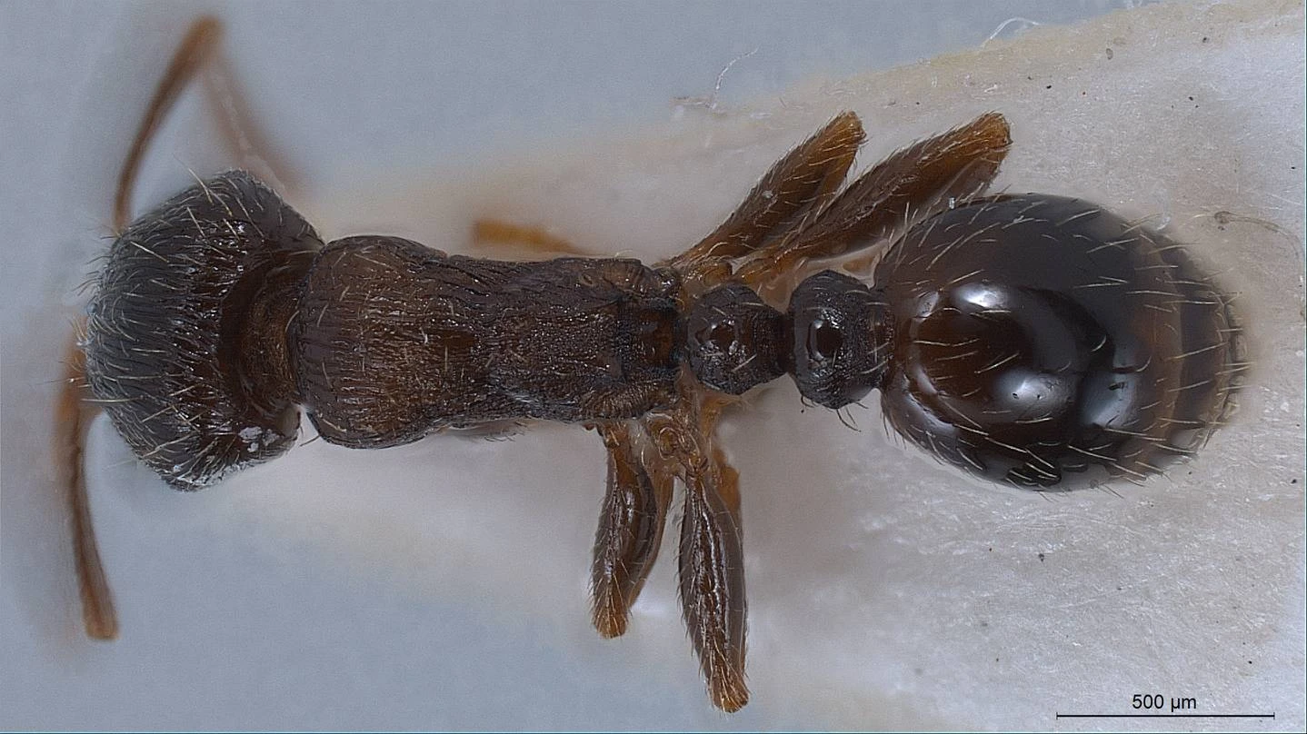 Tetramorium, vista dorsale