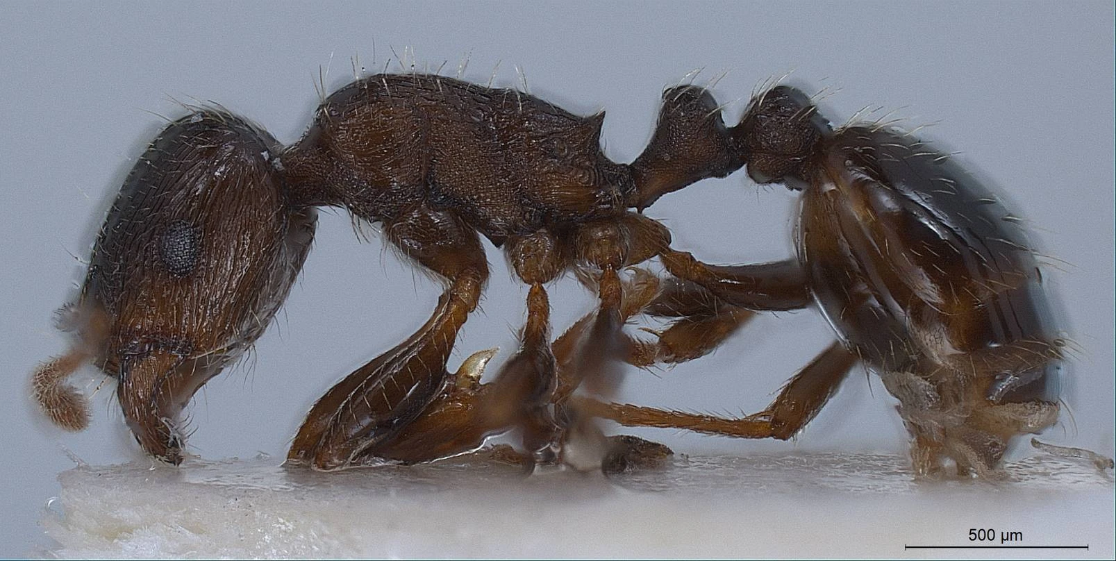 Tetramorium, vista laterale (profilo)